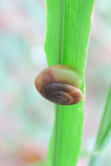 Quantula striata