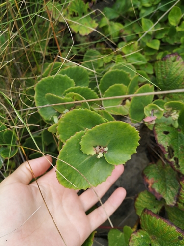 Hylotelephium ussuriense iNat (1)