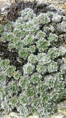 Myosotis pulvinaris