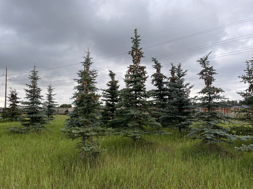 Blue Spruce From 8 Ave NE Calgary AB CA On July 28 2023 At 05 41 PM   Large 