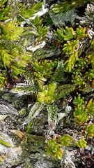 Anisotome imbricata