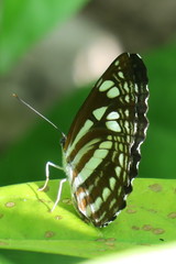 Phaedyma columella singa