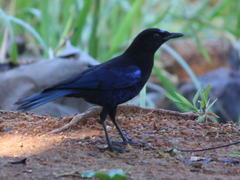 Myophonus horsfieldii