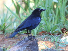 Myophonus horsfieldii