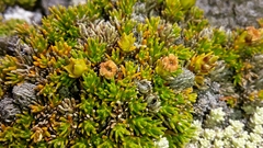 Dracophyllum muscoides