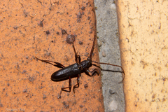 Callidiopis scutellaris