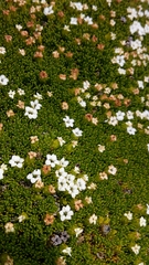 Dracophyllum muscoides