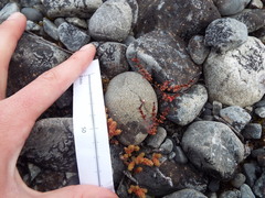 Epilobium microphyllum