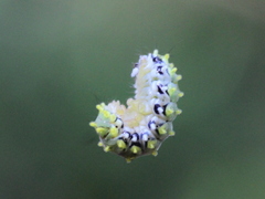 Cyclosia latipennis