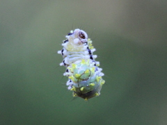 Cyclosia latipennis