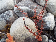 Epilobium microphyllum