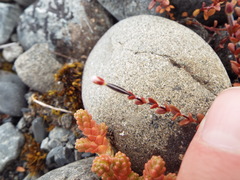 Epilobium microphyllum