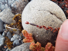 Epilobium microphyllum