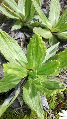 Celmisia prorepens