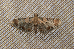 Chloroclystis lichenodes