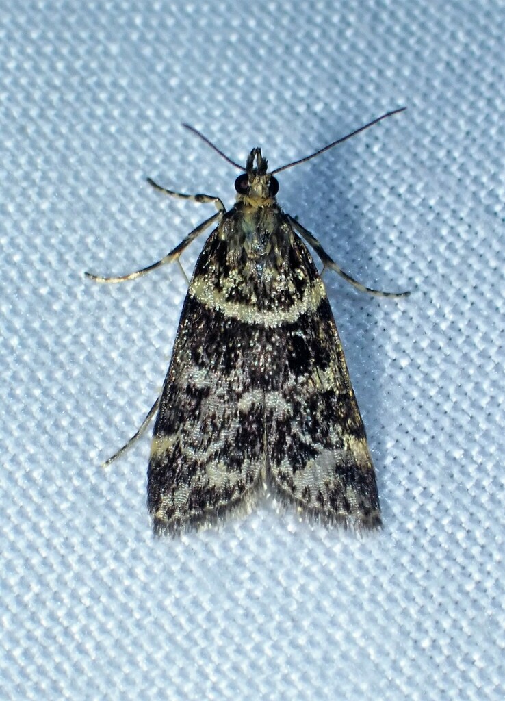 Moth