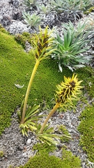 Aciphylla hectori