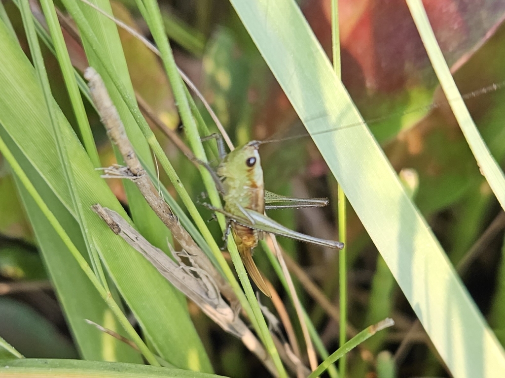 Salt Marsh Meadow Katydid