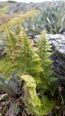 Polystichum cystostegium