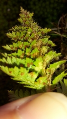 Polystichum cystostegium