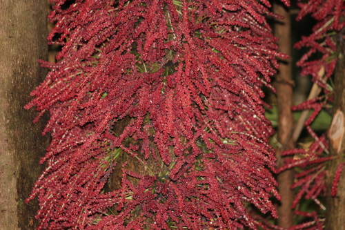 Image of Baccaurea courtallensis by (c) Firos AK, some rights reserved (CC BY)