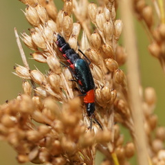Carphurus cyanopterus