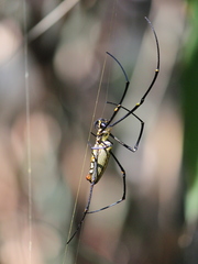 Nephila