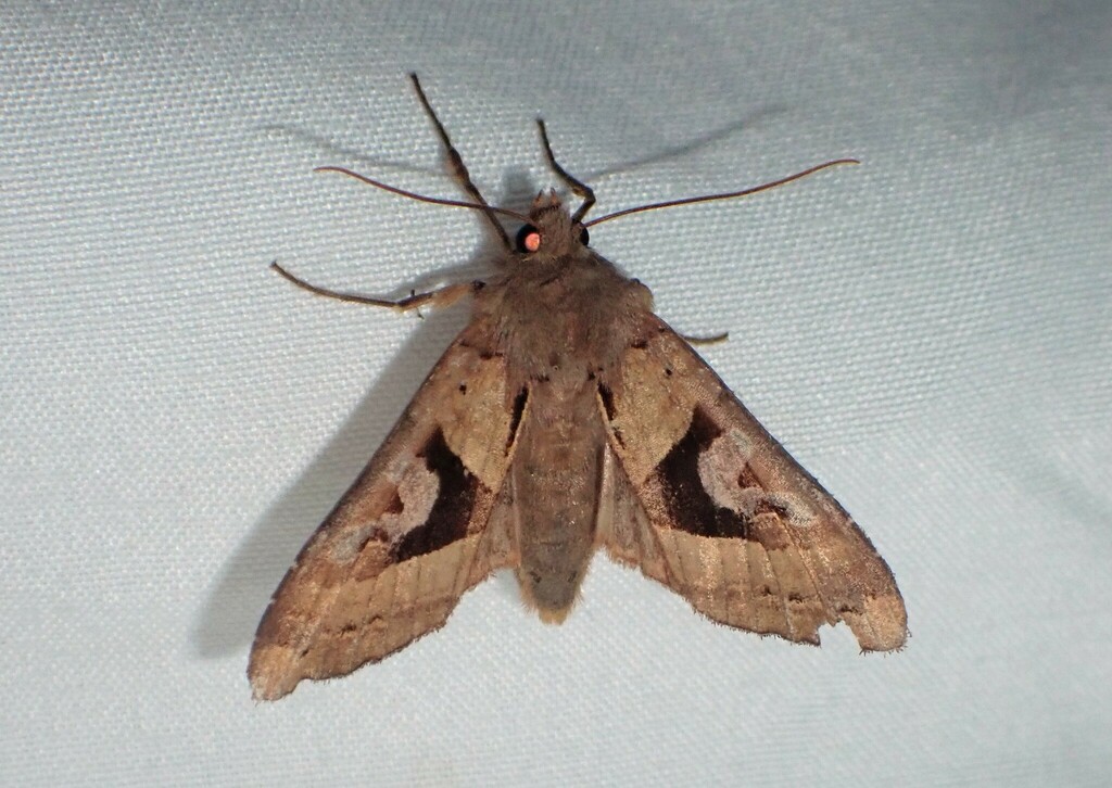 Owlet Moth
