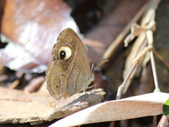 Mycalesis junonia