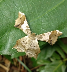 Krananda oliveomarginata