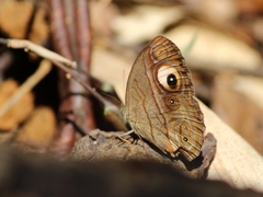 Mycalesis junonia