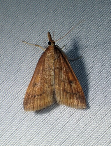 Moth