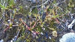 Drosera stenopetala