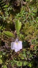Mazus radicans