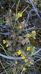 Euphrasia cockayneana