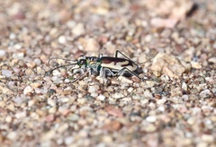 Cicindela theatina
