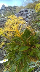 Aciphylla similis