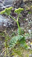 Anisotome pilifera