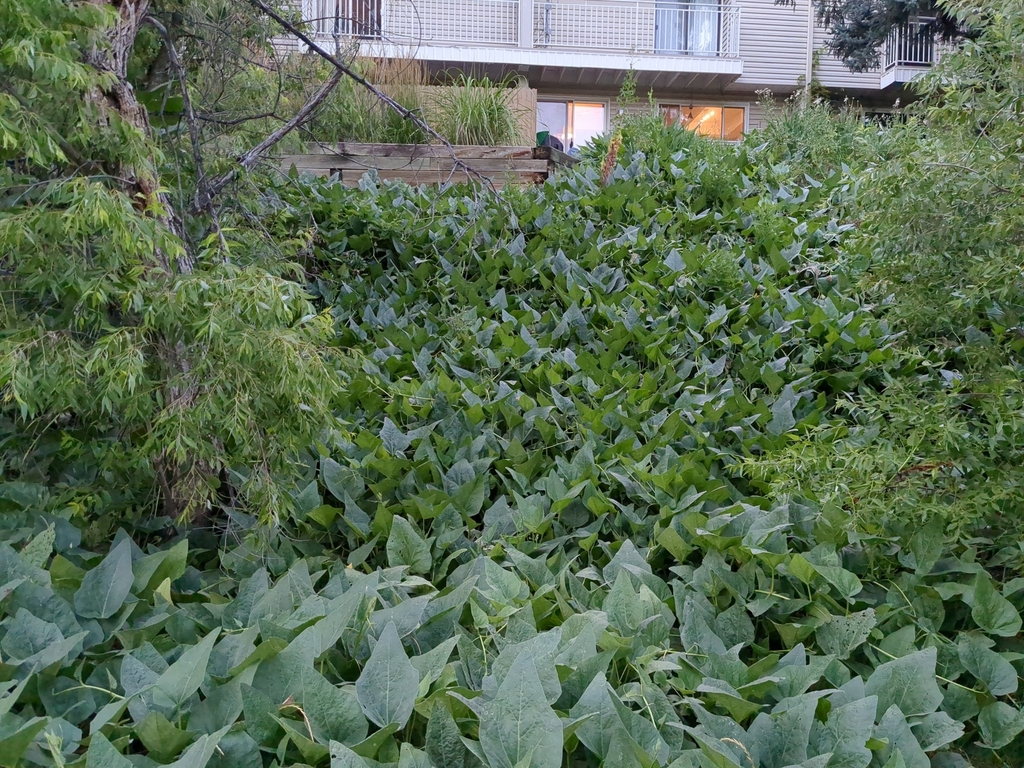 Buffalo Gourd from Greenwood Village, CO 80121, USA on August 3, 2023 ...