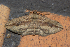 Austrocidaria gobiata