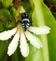 Thyreus novaehollandiae zonalis