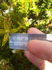 Veronica brachysiphon