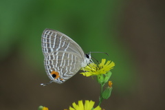 Jamides celeno aelianus