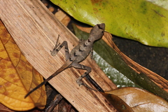 Agasthyagama beddomei