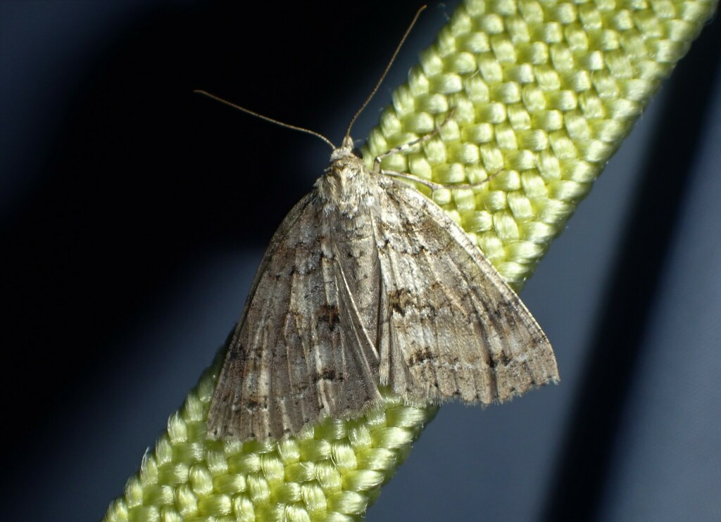 Ascotis fortunata