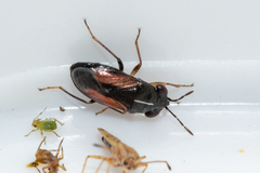 Geocoris lineolus cognatus