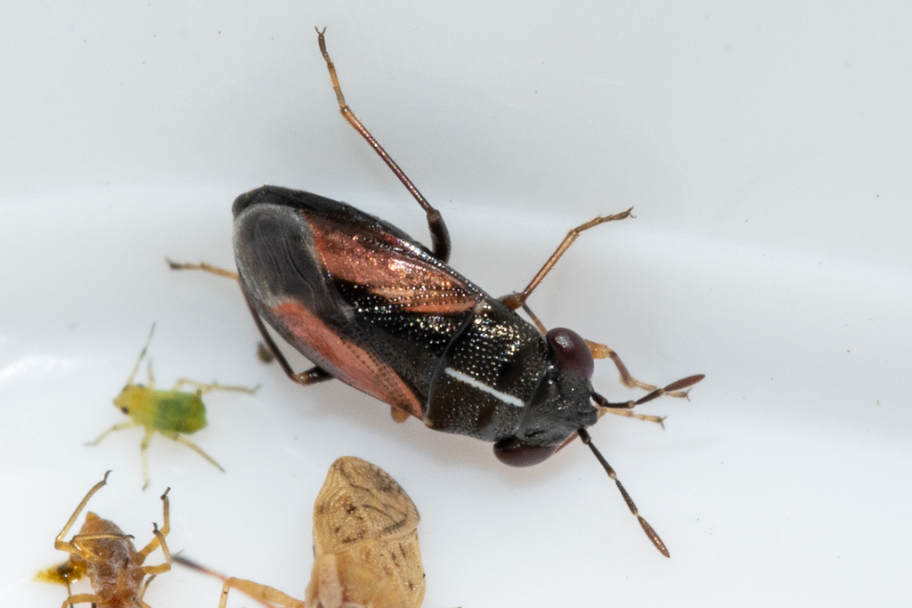 Geocoris lineolus