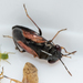 Geocoris lineolus - Photo (c) magriet b, some rights reserved (CC BY-SA), uploaded by magriet b