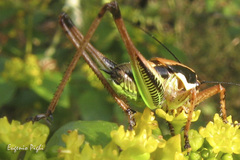 Eupholidoptera