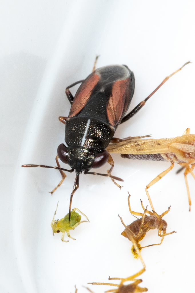 Geocoris lineola lineola